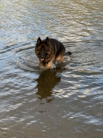 vom Trojangold, hodowla Owczarków Niemieckich Długowłosych