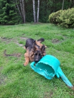 vom Trojangold, hodowla Owczarków Niemieckich Długowłosych