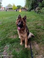 vom Trojangold, hodowla Owczarków Niemieckich Długowłosych