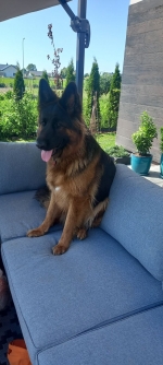 vom Trojangold, hodowla Owczarków Niemieckich Długowłosych