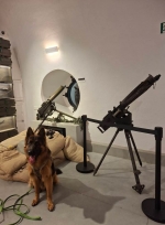 vom Trojangold, hodowla Owczarków Niemieckich Długowłosych