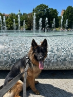 vom Trojangold, hodowla Owczarków Niemieckich Długowłosych