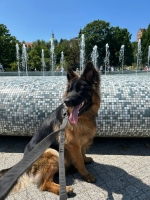 vom Trojangold, hodowla Owczarków Niemieckich Długowłosych