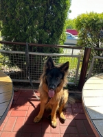 vom Trojangold, hodowla Owczarków Niemieckich Długowłosych