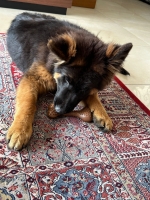 vom Trojangold, hodowla Owczarków Niemieckich Długowłosych