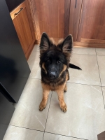 vom Trojangold, hodowla Owczarków Niemieckich Długowłosych