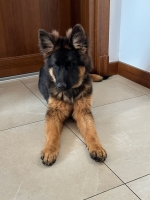 vom Trojangold, hodowla Owczarków Niemieckich Długowłosych