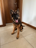 vom Trojangold, hodowla Owczarków Niemieckich Długowłosych