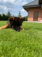 vom Trojangold, hodowla Owczarków Niemieckich Długowłosych