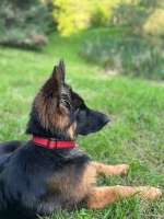 vom Trojangold, hodowla Owczarków Niemieckich Długowłosych