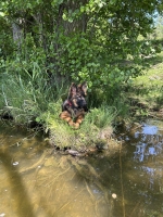 vom Trojangold, hodowla Owczarków Niemieckich Długowłosych