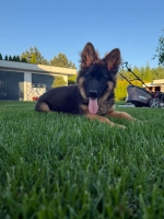 vom Trojangold, hodowla Owczarków Niemieckich Długowłosych