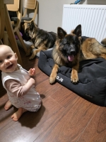 vom Trojangold, hodowla Owczarków Niemieckich Długowłosych