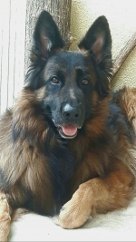 vom Trojangold, hodowla Owczarków Niemieckich Długowłosych