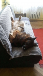 vom Trojangold, hodowla Owczarków Niemieckich Długowłosych