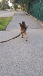 vom Trojangold, hodowla Owczarków Niemieckich Długowłosych