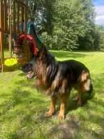 vom Trojangold, hodowla Owczarków Niemieckich Długowłosych