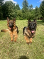 vom Trojangold, hodowla Owczarków Niemieckich Długowłosych