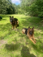 vom Trojangold, hodowla Owczarków Niemieckich Długowłosych