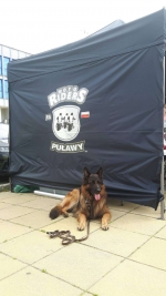 vom Trojangold, hodowla Owczarków Niemieckich Długowłosych