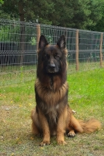 vom Trojangold, hodowla Owczarków Niemieckich Długowłosych