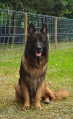 vom Trojangold, hodowla Owczarków Niemieckich Długowłosych