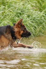 vom Trojangold, hodowla Owczarków Niemieckich Długowłosych