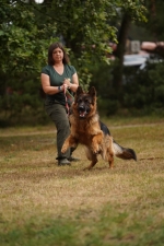 vom Trojangold, hodowla Owczarków Niemieckich Długowłosych