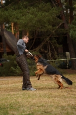 vom Trojangold, hodowla Owczarków Niemieckich Długowłosych