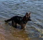 vom Trojangold, hodowla Owczarków Niemieckich Długowłosych