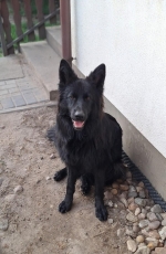 vom Trojangold, hodowla Owczarków Niemieckich Długowłosych