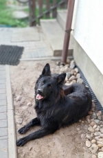 vom Trojangold, hodowla Owczarków Niemieckich Długowłosych