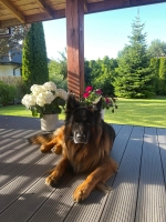 vom Trojangold, hodowla Owczarków Niemieckich Długowłosych