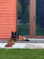 vom Trojangold, hodowla Owczarków Niemieckich Długowłosych