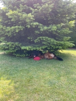 vom Trojangold, hodowla Owczarków Niemieckich Długowłosych