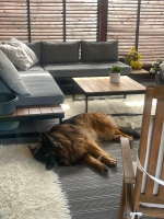 vom Trojangold, hodowla Owczarków Niemieckich Długowłosych