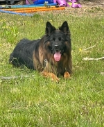 vom Trojangold, hodowla Owczarków Niemieckich Długowłosych