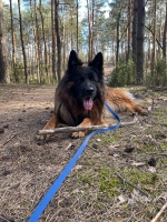 vom Trojangold, hodowla Owczarków Niemieckich Długowłosych