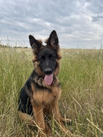 vom Trojangold, hodowla Owczarków Niemieckich Długowłosych