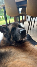 vom Trojangold, hodowla Owczarków Niemieckich Długowłosych