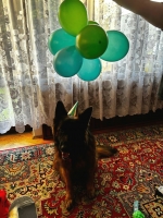 vom Trojangold, hodowla Owczarków Niemieckich Długowłosych