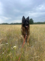 vom Trojangold, hodowla Owczarków Niemieckich Długowłosych