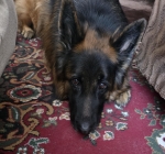 vom Trojangold, hodowla Owczarków Niemieckich Długowłosych