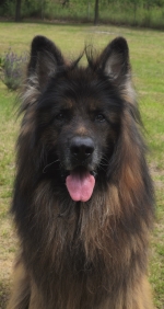 vom Trojangold, hodowla Owczarków Niemieckich Długowłosych