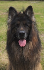 vom Trojangold, hodowla Owczarków Niemieckich Długowłosych