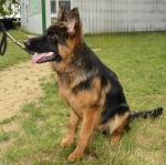 vom Trojangold, hodowla Owczarków Niemieckich Długowłosych