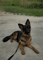 vom Trojangold, hodowla Owczarków Niemieckich Długowłosych