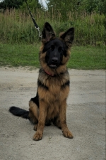 vom Trojangold, hodowla Owczarków Niemieckich Długowłosych