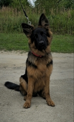 vom Trojangold, hodowla Owczarków Niemieckich Długowłosych