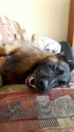 vom Trojangold, hodowla Owczarków Niemieckich Długowłosych